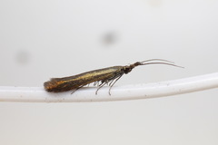 Coleophora deauratella