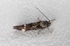 Mompha conturbatella