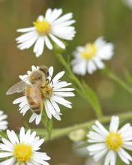 Apis mellifera