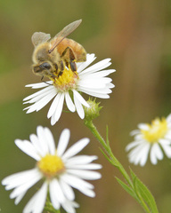 Apis mellifera