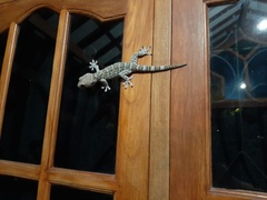Gekko gecko