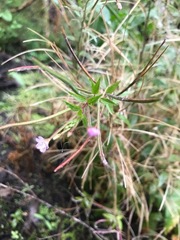 Epilobium pallidiflorum