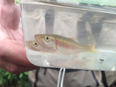 Clinostomus elongatus