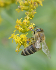 Apis mellifera