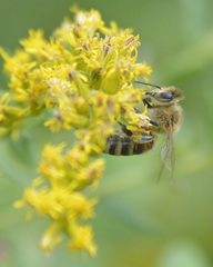 Apis mellifera