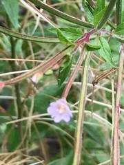 Epilobium pallidiflorum
