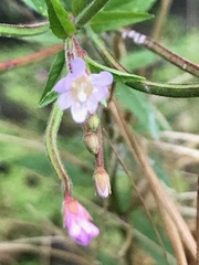 Epilobium pallidiflorum