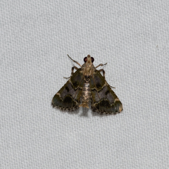 Arescoptera haplocala