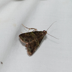Orthaga atribasalis