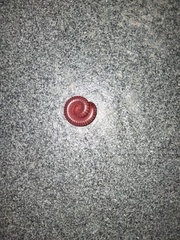 Trigoniulus corallinus