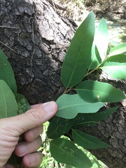 Eucalyptus raveretiana