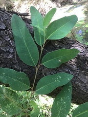 Eucalyptus raveretiana