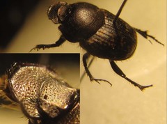 Onthophagus fracticornis