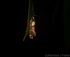 Epithymema helias