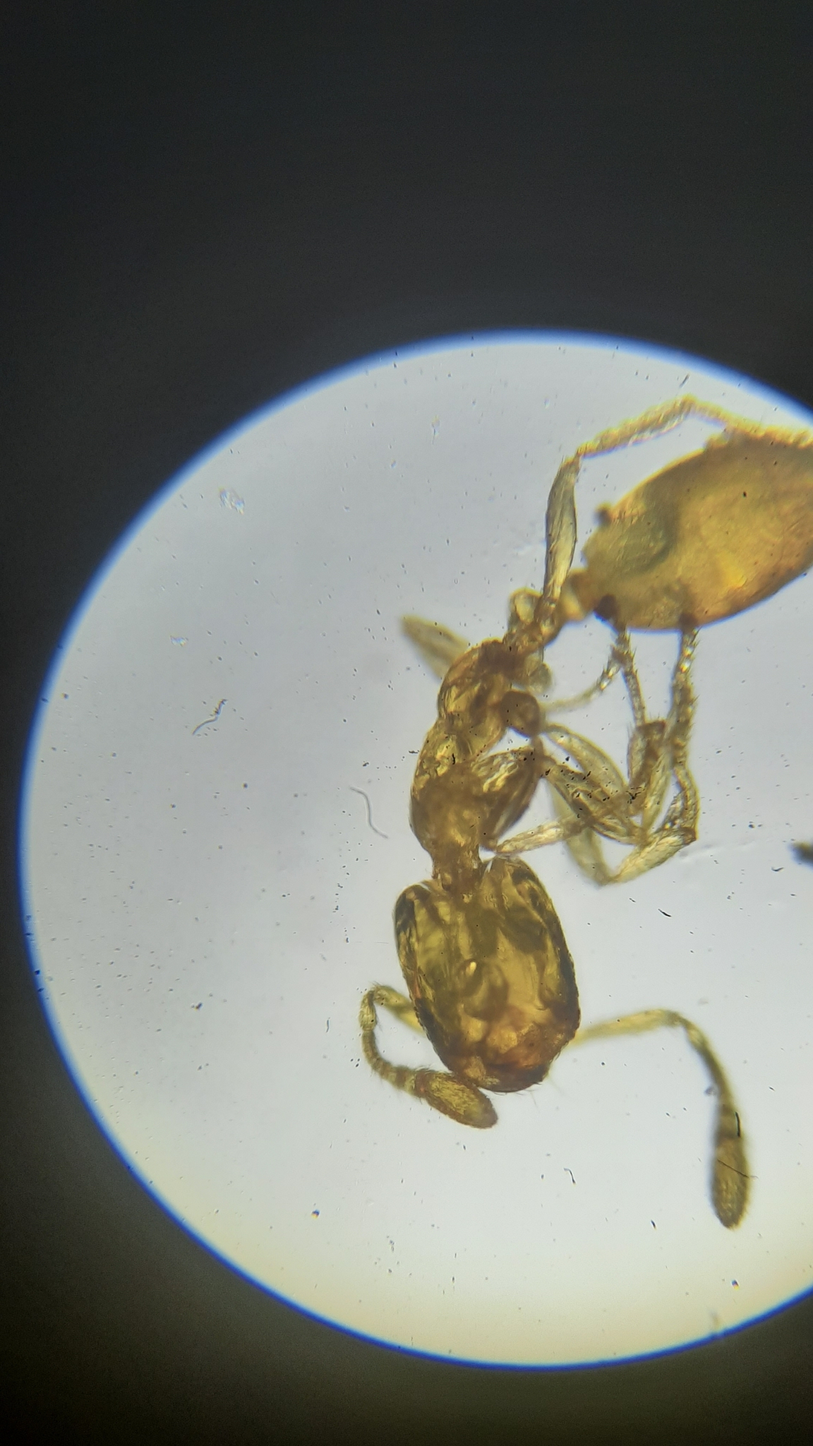Monomorium atomum