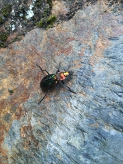 Carabus lineatus lateralis