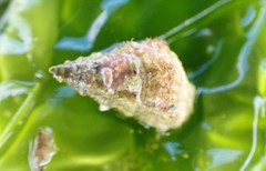 Plesiotrochus monachus