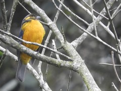 Anisognathus lacrymosus