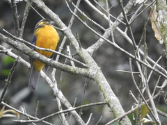 Anisognathus lacrymosus