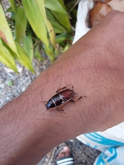 Anallacta methanoides