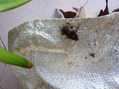 Anallacta methanoides