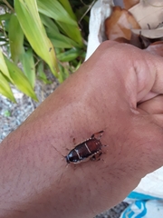 Anallacta methanoides