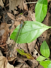 Pseudagrion hageni