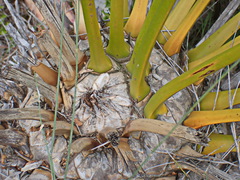Encephalartos longifolius