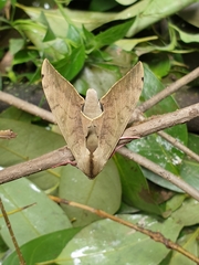 Pseudoclanis postica