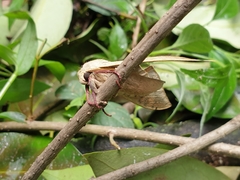 Pseudoclanis postica