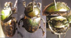 Onthophagus medius