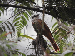 Pseudocolaptes boissonneautii