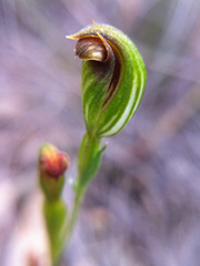 Pterostylis rubescens