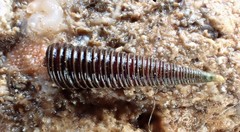 Seila atkinsoni