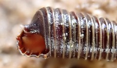 Seila atkinsoni