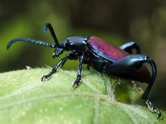 Sagra bicolor
