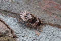 Stenocotis