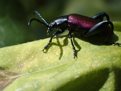 Sagra bicolor