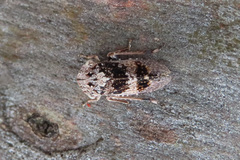 Stenocotis