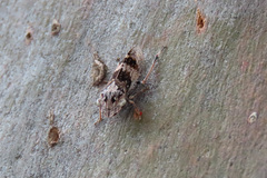 Stenocotis