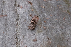 Stenocotis