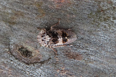 Stenocotis