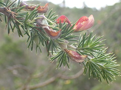 Aspalathus teres teres