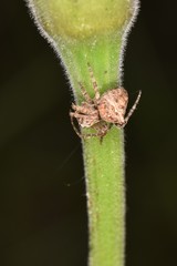 Gibbaranea bituberculata