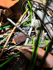 Pseudophryne australis