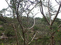 Aspalathus teres teres