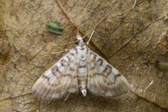 Tabidia