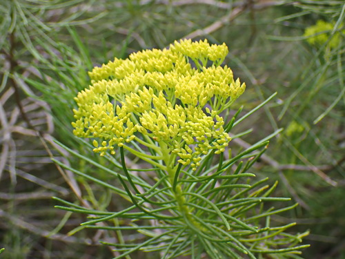 Karoo Coulterbush (Hymenolepis indivisa)