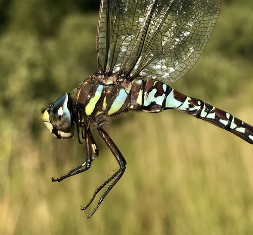 Subarctic Darner