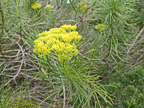 Image of Hymenolepis indivisa by no rights reserved